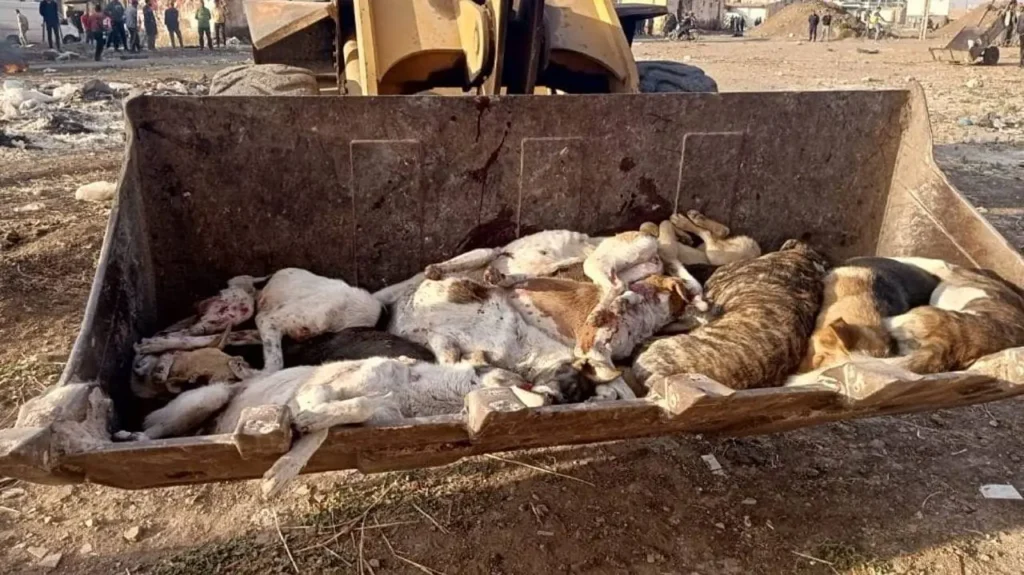 Perros callejeros en Marruecos en medio de la polémica por el Mundial 2030