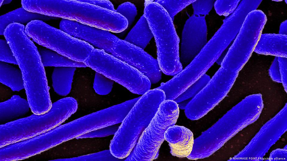 Bacterias E. coli vistas al microscopio en una imagen científica