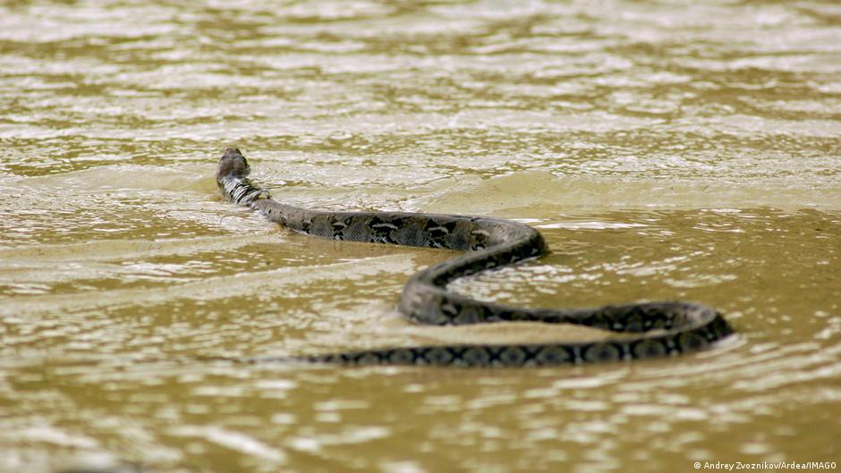 Serpientes escapadas durante inundaciones en China afectan a poblaciones locales