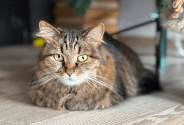 Gato abandonado en la calle recuperado un mes después de ser dejado a su suerte