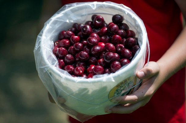 Cerezas frescas listas para conservar durante el invierno mediante tres métodos probados
