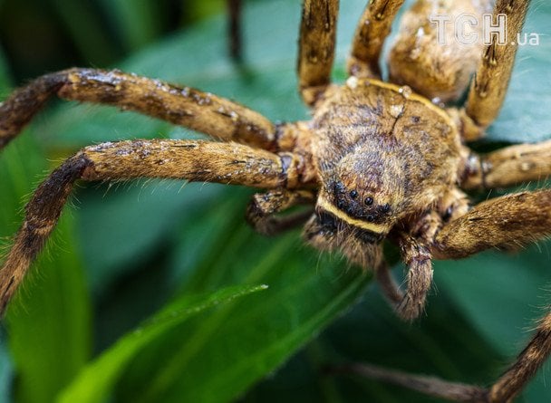 La araña más rápida del mundo identificada por científicos en nuevo estudio