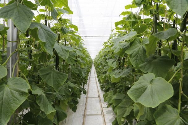 sensor plantas estrés vegetal sin baterías detectando señales en hoja verde
