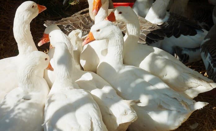 Ganso polaco cuya raza busca obtener denominación protegida UE para preservar su nombre tradicional