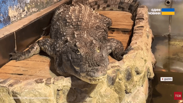 Ataque ruso en Dnipro destruye zoológico y mata al cocodrilo Gena, símbolo de la ciudad