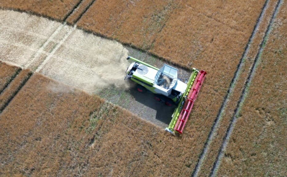 Campo de trigo seco en Alemania afectado por el calor que reduce la cosecha de cereales