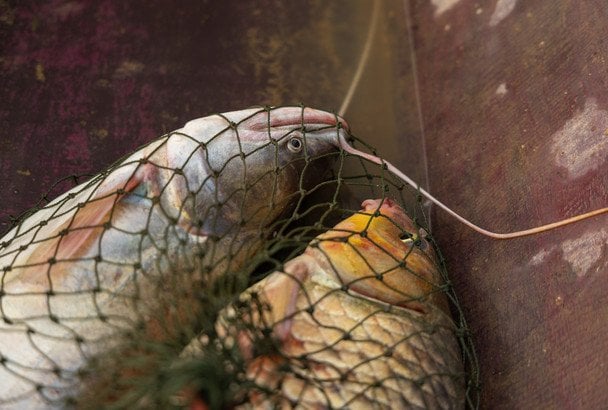 Señales visibles de enfermedad en pescado de río que lo hacen peligroso para el consumo humano