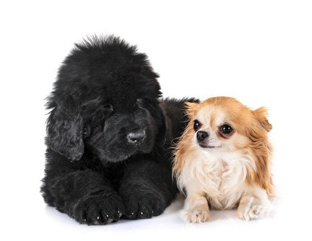 Test de personalidad con perros de distintas razas para descubrir rasgos de tu carácter según tu elección