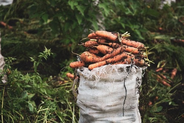 Cultivo de zanahorias grandes y dulces listas para cosechar a finales de agosto en huerto familiar