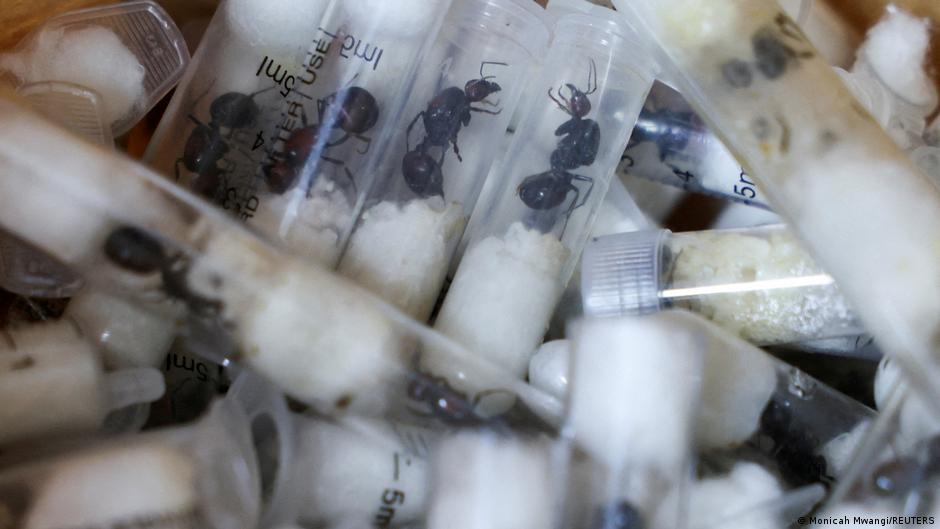 Hormigas exóticas africanas incautadas en un operativo contra el contrabando hacia Europa