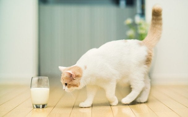 Vaso de leche natural junto a métodos caseros para comprobar su calidad y pureza