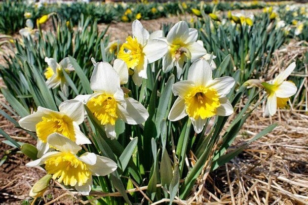Bulbos de narcisos listos para plantar en otoño sobre tierra húmeda de jardín