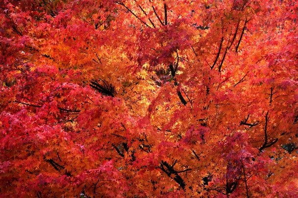Pronóstico octubre Ucrania con cielos despejados y heladas matutinas en paisaje otoñal