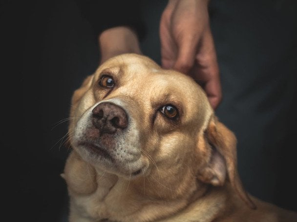 Persona hablar con perros usando palabras afectuosas y órdenes positivas cada día