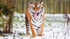 ataque tigre hombre en parque de vida silvestre deja una víctima mortal
