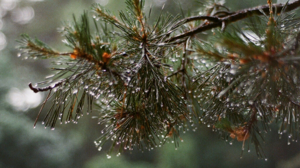Tiempo en Ucrania con lluvias intensas y nieve húmeda cubriendo las montañas de los Cárpatos