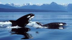 Orca y tiburón blanco enfrentados en el océano, mostrando quién domina el mar