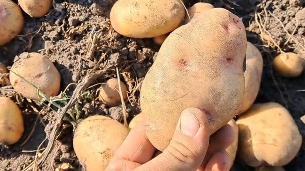 Selección de patatas invierno en mercado para conservar durante los meses fríos