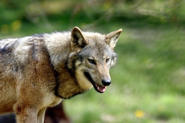Lobo en parque natural relacionado con el ataque lobo Alemania a una niña menor de edad