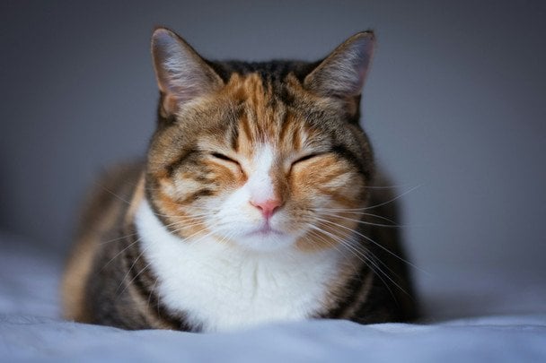 gato durmiendo mucho tiempo en el sofá, señal de posible problema de salud felino