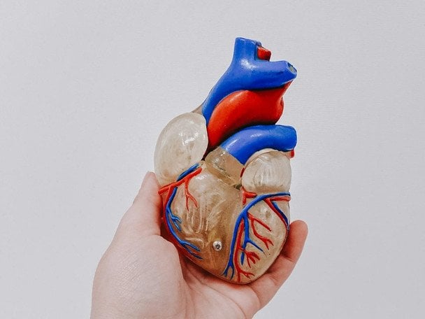 Corazón humano trasplantado que puede cambiar su edad biológica según nuevas investigaciones