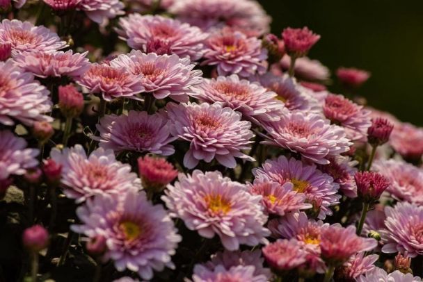 Poda de crisantemos en otoño para preparar las plantas durante el invierno